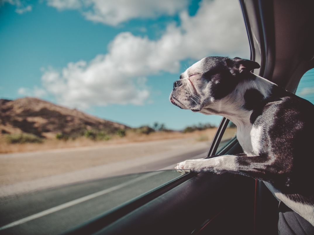 4 Most Important Reasons To Always Use A Dog Seatbelt
