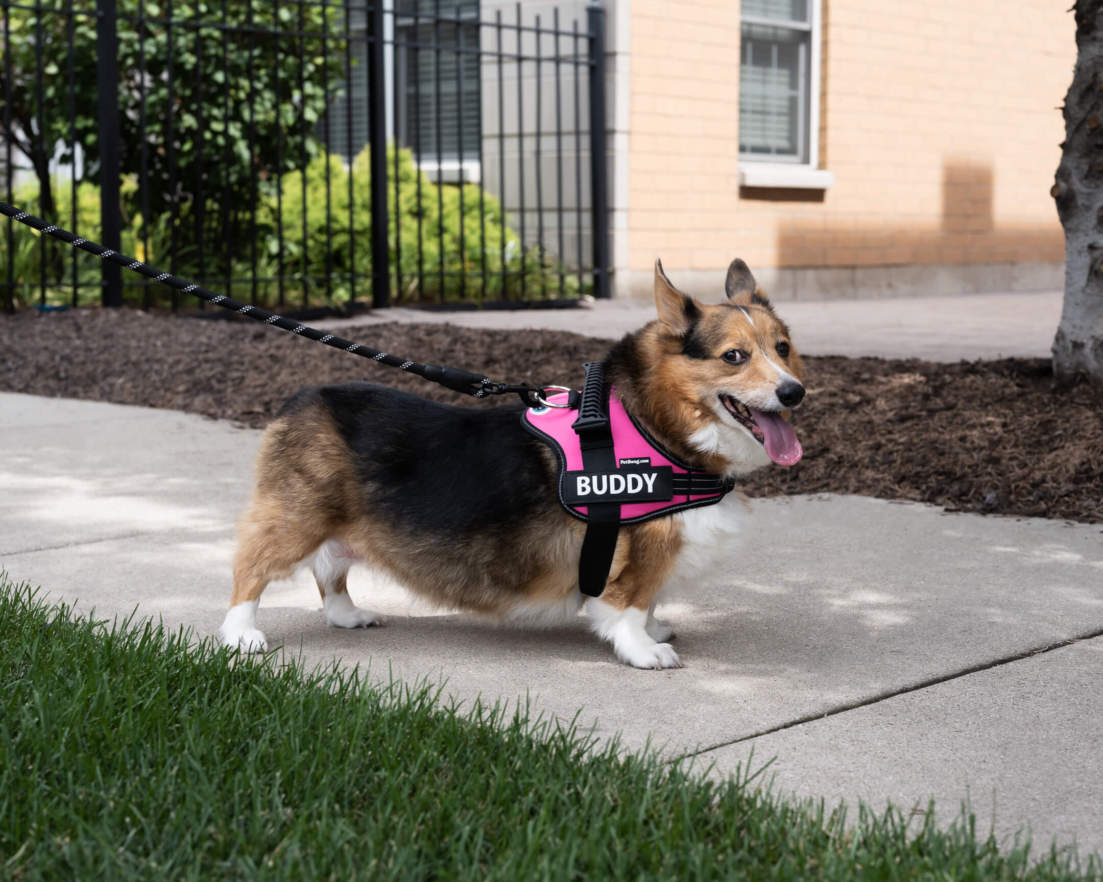 12 Benefits of Using a No-Pull Dog Harness
