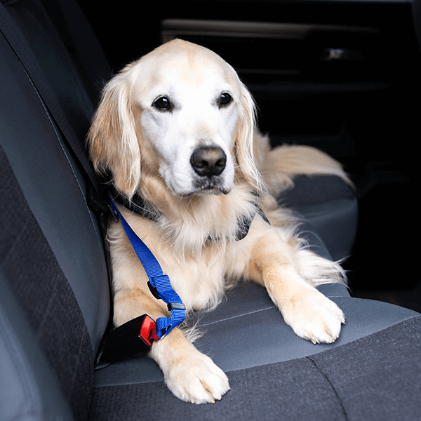 Dog Seatbelt