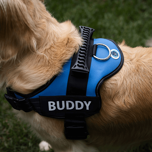 Custom Anti-Choke Dog Harness