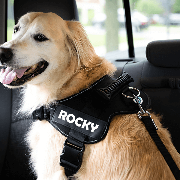 Dog Seatbelt