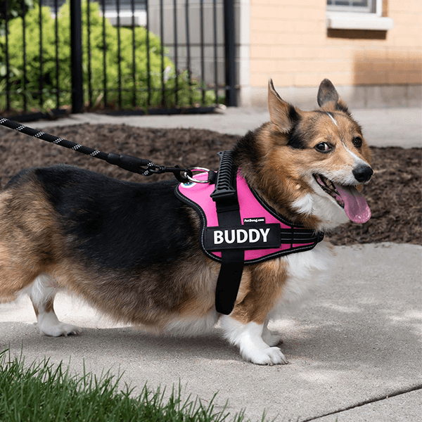 Custom Anti-Choke Dog Harness