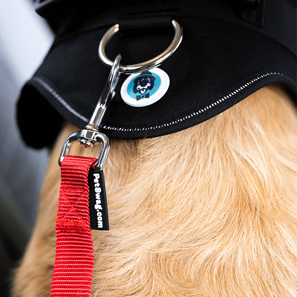 Dog Seatbelt
