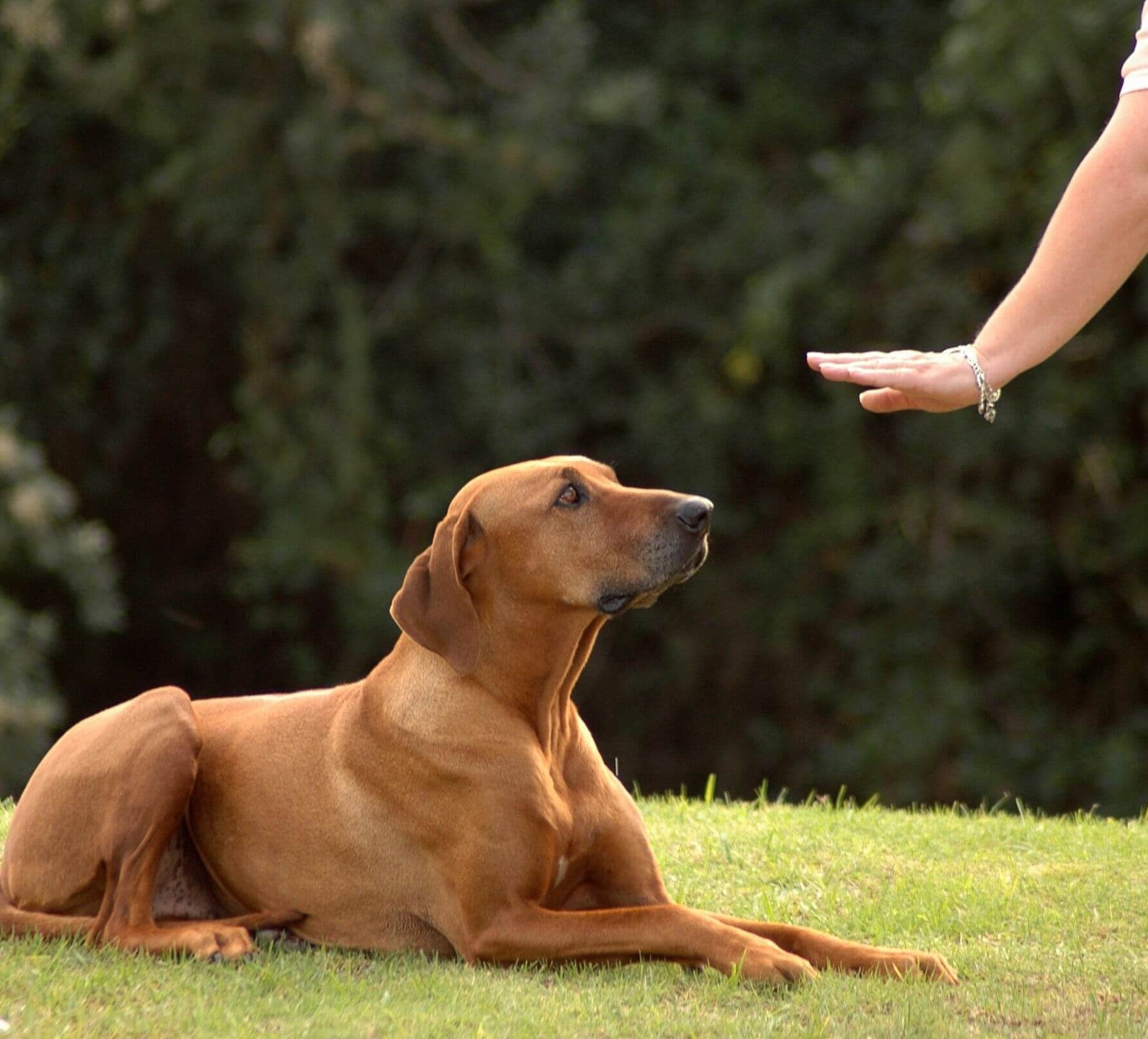 Every dog needs training and experts recommend our dog training techniques to teach your pet the right cues and behaviors. Get started with dog training today!