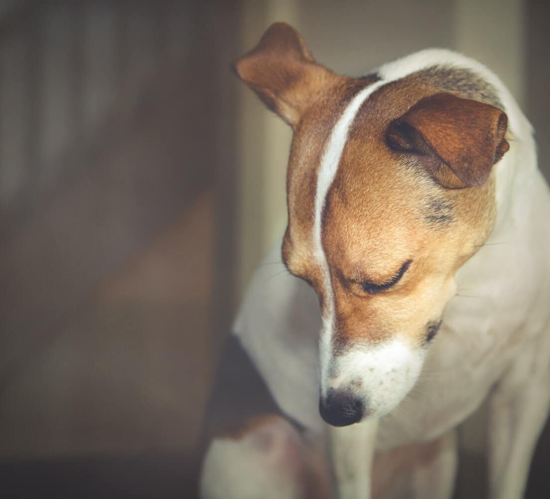 17 Signs My Dog Has Anxiety | PetSwag