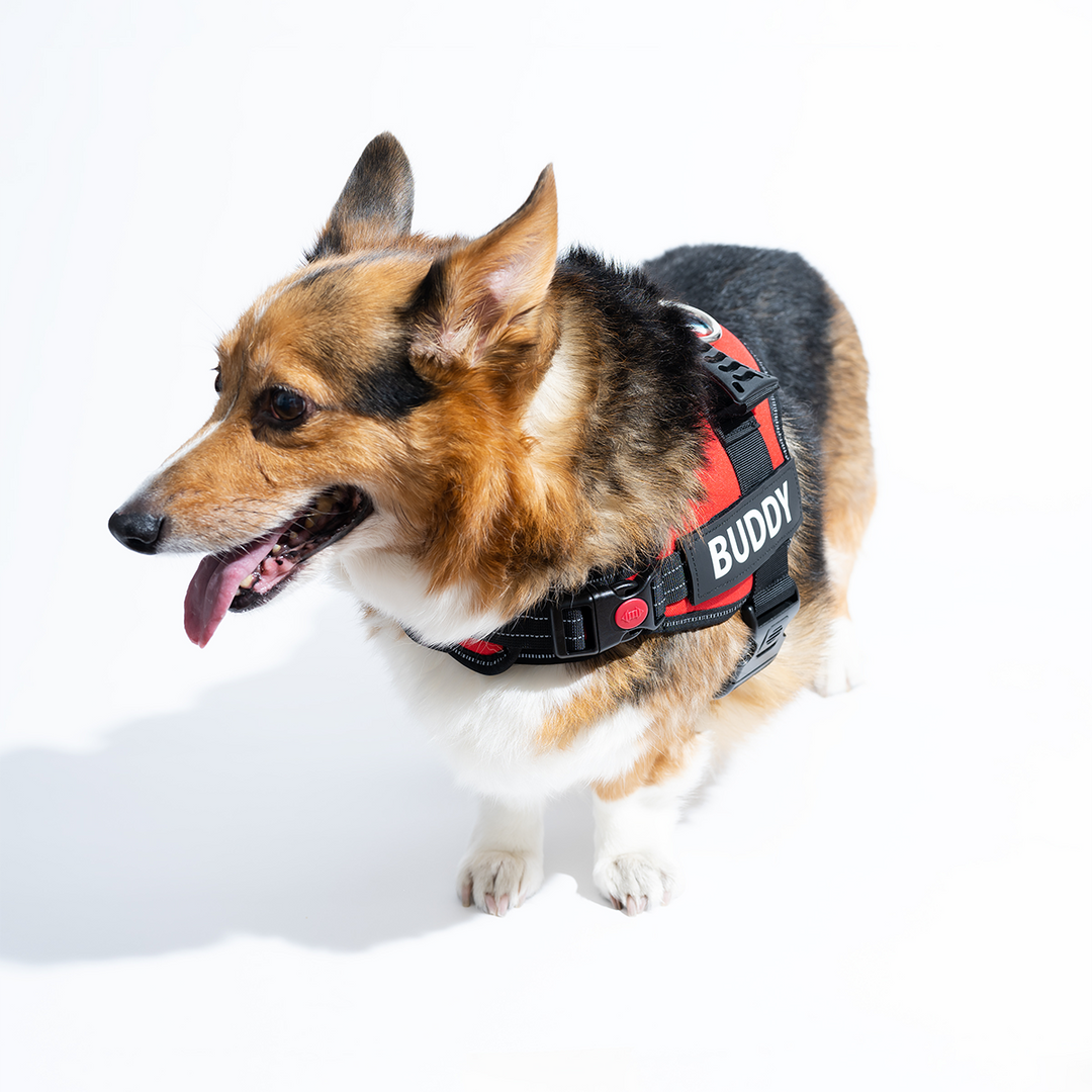 No Pull Dog Harness AntiChoke Walking Harness PetSwag Harnes